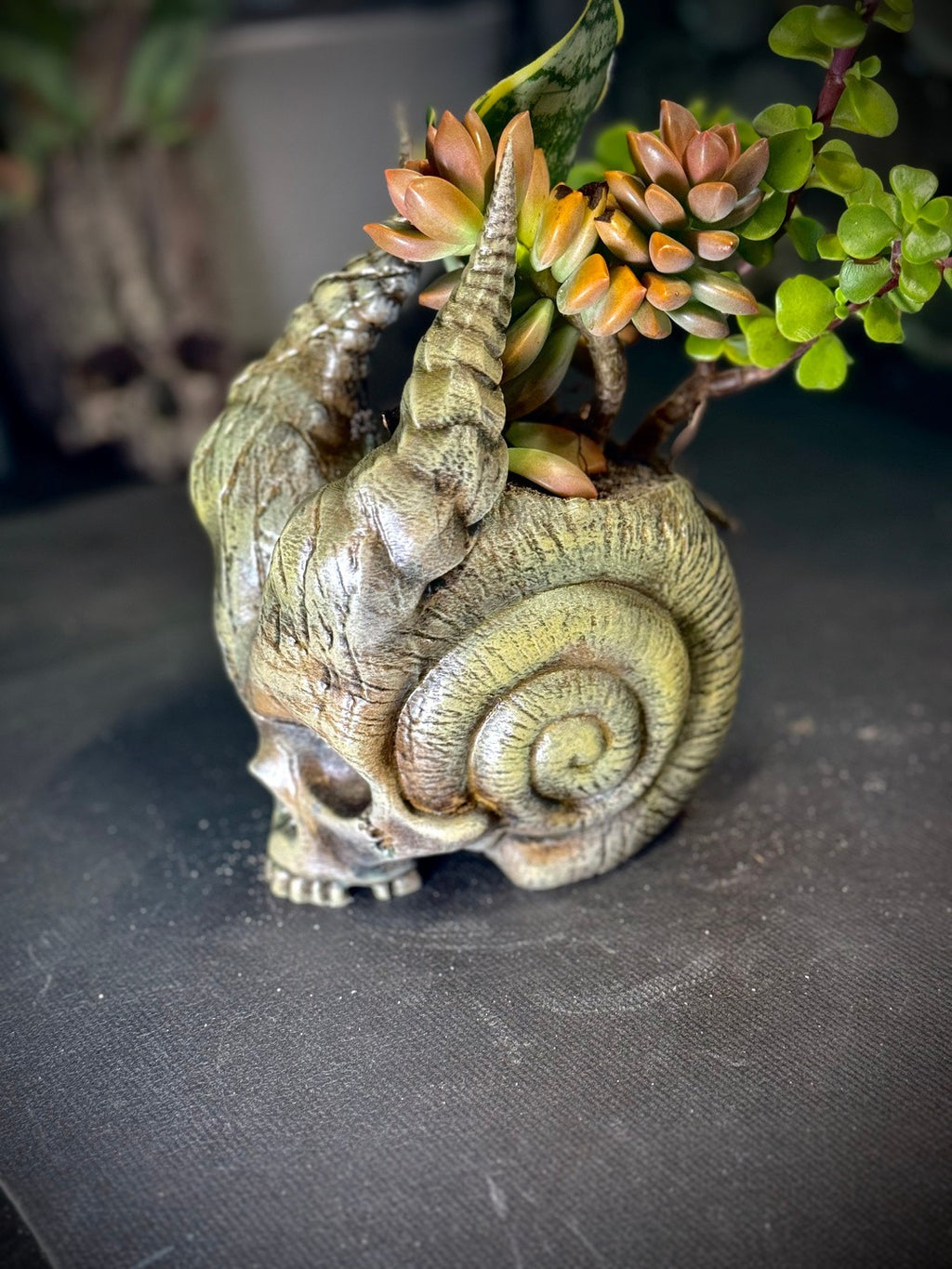 Skull Of The Demon Snail Planter  - Gothic Indoor Planter Decor (unpainted)