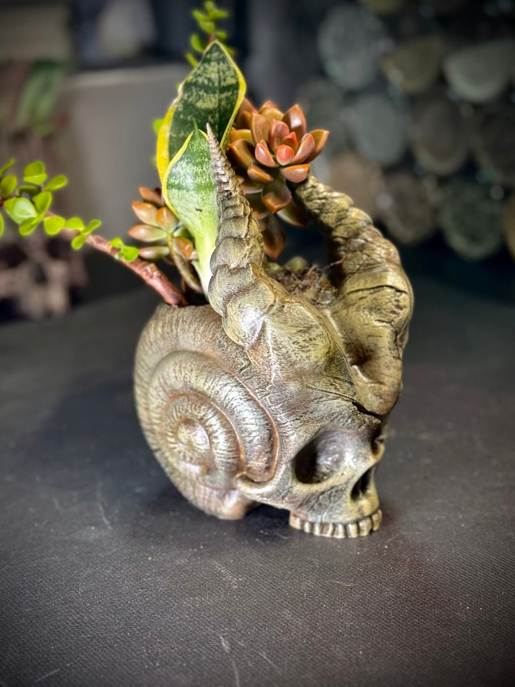 Skull Of The Demon Snail Planter  - Gothic Indoor Planter Decor (unpainted)